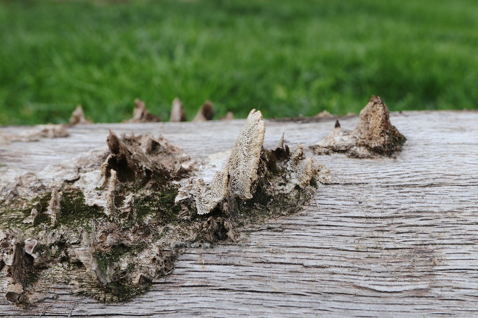 DAX knackt die 17.000-Punkte-Marke – Was steckt dahinter und können die Kurse weiter steigen?