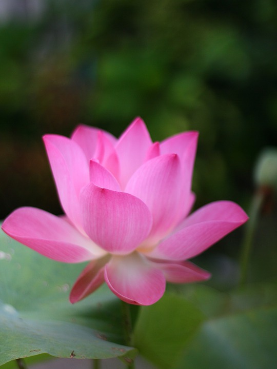 Finanzexperte erklärt: Was bedeutet das Klimageld im Koalitionsvertrag der Ampel?