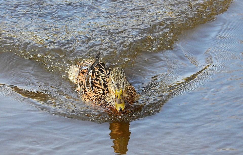 Allianz-Aktie: Aktuelle Entwicklungen und Prognosen im Überblick