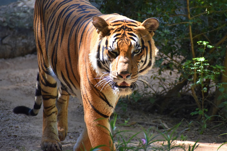 Insolvenztsunami befürchtet: Zahl der Firmenpleiten steigt drastisch – Finanzexperten warnen vor Auswirkungen auf die Wirtschaft