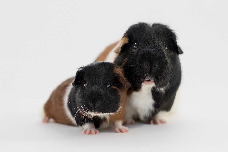 Ist die Commerzbank-Aktie besser als die Deutsche Bank? 7 Gründe für die Überlegenheit.