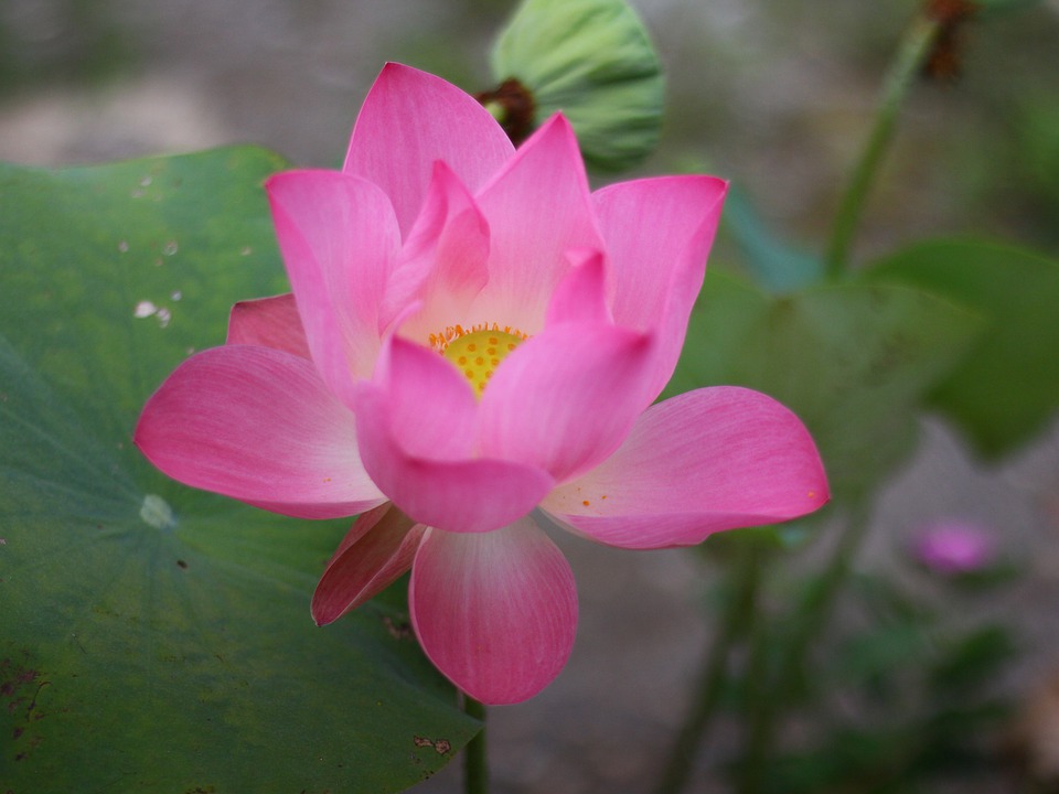 Bauern-Soli: Was die geplante Tierwohlabgabe bedeutet – Finanzexperte warnt vor steigenden Kosten für Verbraucher.