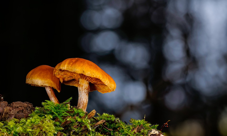 BYD-Aktie: Schwacher Start ins neue Jahr – Was steckt hinter dem Kursverlust? Experten warnen vor weiteren Rückgängen.