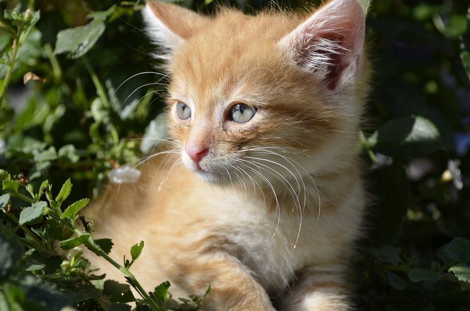 Warum US-Unternehmen unter Trump gewinnen und Europa nicht mithalten kann – Finanzexperte erklärt