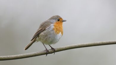 EU-Wirtschaft: Jetzt plant Europa die Antwort auf Bidens Super-Subventionen