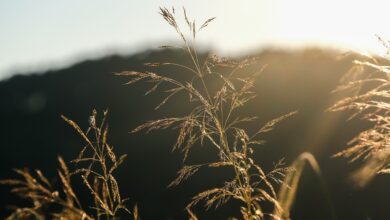 Gibt es bald steuerfreie Überstunden für Arbeitnehmer?