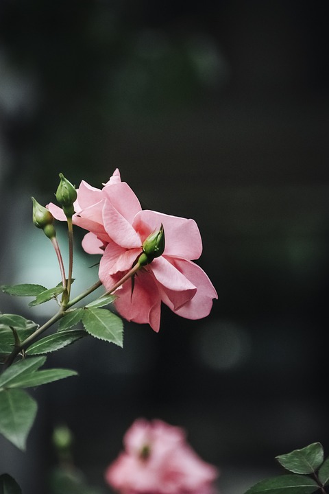 Keyword: Exotischer Laufvogel

Titel: Exotischer Laufvogel: Neues über die freilaufenden Nandus in Mecklenburg-Vorpommern