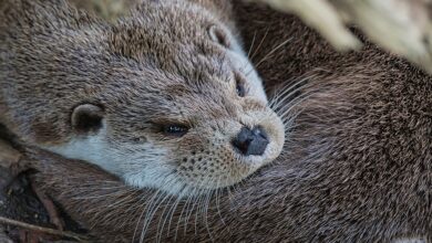 Natuerlebnisse, Folge 21: Ein Fell für Herrscher