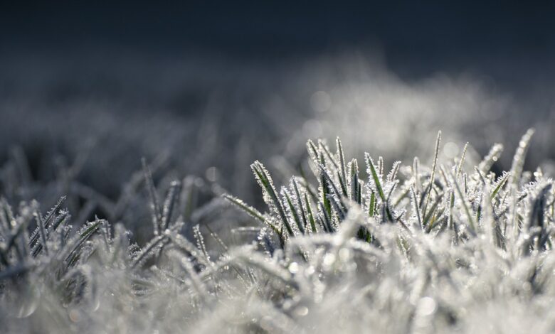 Versicherung: 500 Millionen Euro Schaden nach Hagel und Frost