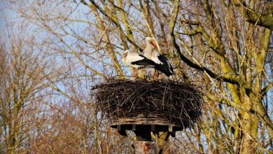Neues Wohngebiet in Wesel: Häuser und Wohnungen geplant