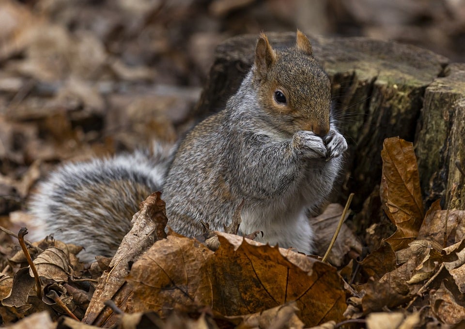 Eichhörnchen erobern die Stadt: Wie sich die possierlichen Nager in urbanen Gebieten behaupten (71 Zeichen)